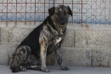 MALIBU, Hund, Dogo Sardo-Mix in Italien - Bild 2