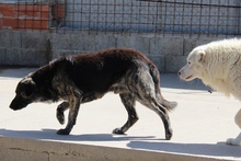 MALIBU, Hund, Dogo Sardo-Mix in Italien - Bild 4
