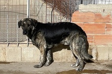 MALIBU, Hund, Dogo Sardo-Mix in Italien - Bild 9