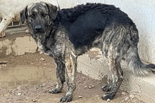 MALIBU, Hund, Mischlingshund in Italien - Bild 13