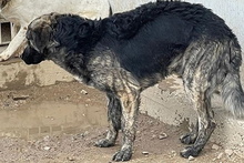 MALIBU, Hund, Mischlingshund in Italien - Bild 16