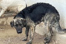 MALIBU, Hund, Mischlingshund in Italien - Bild 17