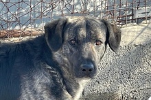 MALIBU, Hund, Mischlingshund in Italien - Bild 2