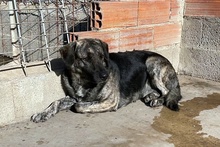 MALIBU, Hund, Mischlingshund in Italien - Bild 4
