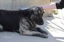 MALIBU, Hund, Mischlingshund in Italien - Bild 5