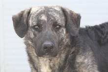 MALIBU, Hund, Mischlingshund in Italien - Bild 7