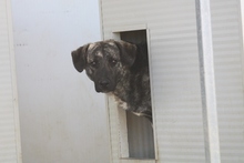 MALIBU, Hund, Mischlingshund in Italien - Bild 9