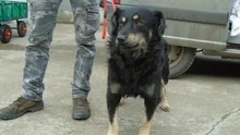 MASZKA, Hund, Mischlingshund in Ungarn - Bild 3