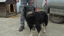 MASZKA, Hund, Mischlingshund in Ungarn - Bild 4