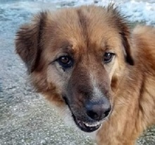 LORITA, Hund, Mischlingshund in Griechenland - Bild 1