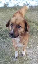 LORITA, Hund, Mischlingshund in Griechenland - Bild 4