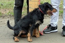 TORNADO, Hund, Terrier-Mix in Ungarn - Bild 1
