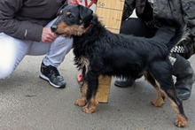 TORNADO, Hund, Terrier-Mix in Ungarn - Bild 3