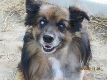 TADZIU, Hund, Mischlingshund in Polen - Bild 1