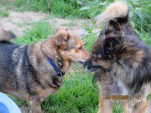 TADZIU, Hund, Mischlingshund in Polen - Bild 10