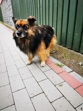TADZIU, Hund, Mischlingshund in Polen - Bild 3
