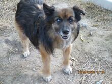 TADZIU, Hund, Mischlingshund in Polen - Bild 5