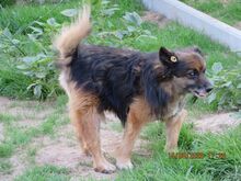 TADZIU, Hund, Mischlingshund in Polen - Bild 9