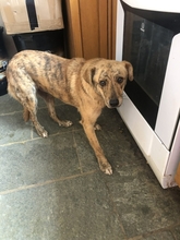 KASSANDRA, Hund, Mischlingshund in Griechenland - Bild 2