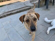 KASSANDRA, Hund, Mischlingshund in Griechenland - Bild 3