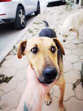 ANAFRIED, Hund, Mischlingshund in Rumänien - Bild 1