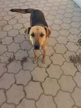ANAFRIED, Hund, Mischlingshund in Rumänien - Bild 2