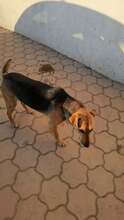 ANAFRIED, Hund, Mischlingshund in Rumänien - Bild 3