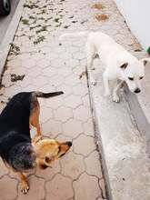 ANAFRIED, Hund, Mischlingshund in Rumänien - Bild 4