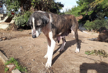 DAISY, Hund, Mischlingshund in Griechenland - Bild 2