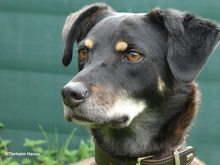 OTHELLO, Hund, Mischlingshund in Hanau-Kesselstadt - Bild 1