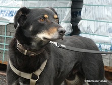 OTHELLO, Hund, Mischlingshund in Hanau-Kesselstadt - Bild 2