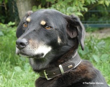 OTHELLO, Hund, Mischlingshund in Hanau-Kesselstadt - Bild 3