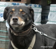 OTHELLO, Hund, Mischlingshund in Hanau-Kesselstadt - Bild 4