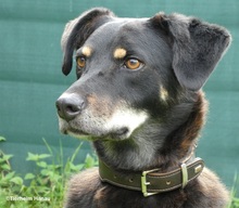 OTHELLO, Hund, Mischlingshund in Hanau-Kesselstadt - Bild 6