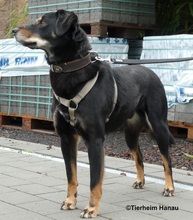 OTHELLO, Hund, Mischlingshund in Hanau-Kesselstadt - Bild 7