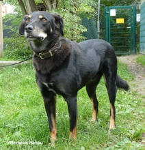 OTHELLO, Hund, Mischlingshund in Hanau-Kesselstadt - Bild 8
