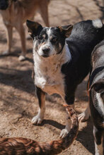 GINA, Hund, Mischlingshund in Bulgarien - Bild 10