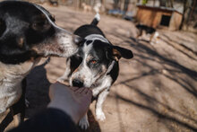 GINA, Hund, Mischlingshund in Bulgarien - Bild 11
