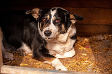 GINA, Hund, Mischlingshund in Bulgarien - Bild 12