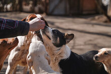 GINA, Hund, Mischlingshund in Bulgarien - Bild 13