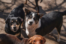 GINA, Hund, Mischlingshund in Bulgarien - Bild 15