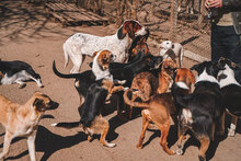 GINA, Hund, Mischlingshund in Bulgarien - Bild 16