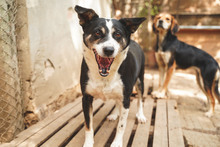 GINA, Hund, Mischlingshund in Bulgarien - Bild 2