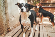GINA, Hund, Mischlingshund in Bulgarien - Bild 3