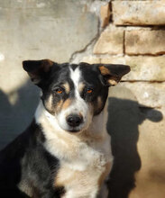 GINA2, Hund, Mischlingshund in Bulgarien - Bild 5