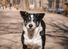 GINA, Hund, Mischlingshund in Bulgarien - Bild 6