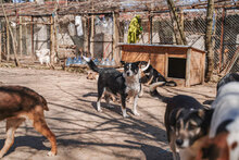 GINA, Hund, Mischlingshund in Bulgarien - Bild 7
