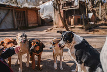 GINA, Hund, Mischlingshund in Bulgarien - Bild 8