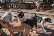 GINA, Hund, Mischlingshund in Bulgarien - Bild 9