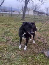 TARKO, Hund, Mischlingshund in Bulgarien - Bild 2